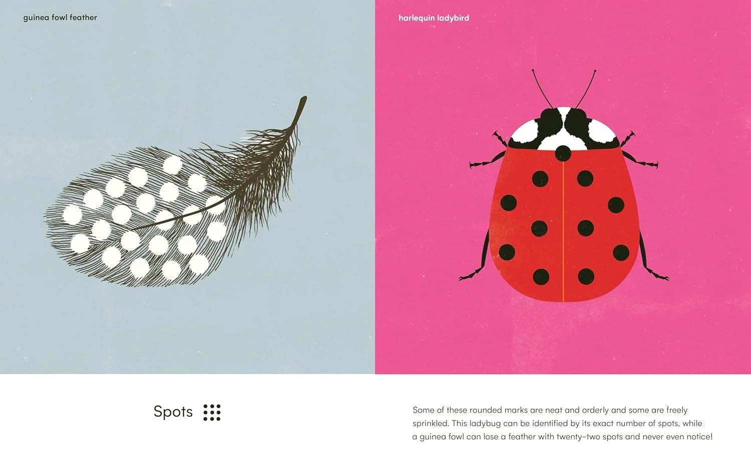 Wings Waves & Webs Patterns in Nature - Image 3